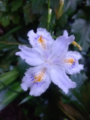 Iris japonica