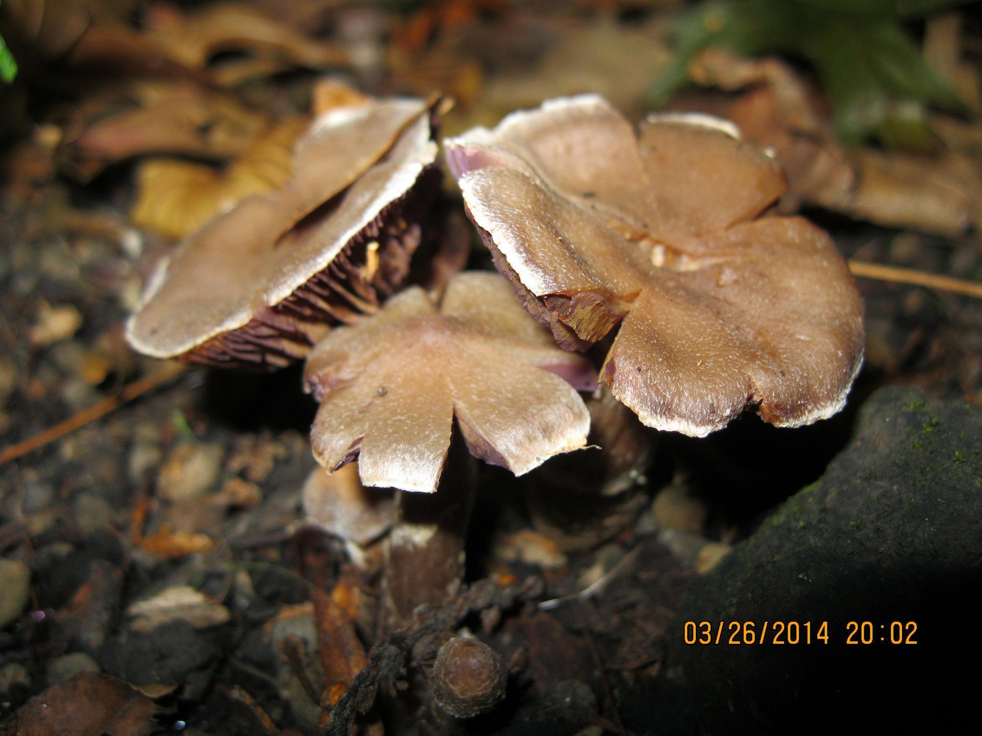 Cortinarius saturninus image