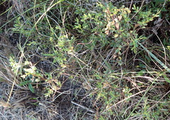 Phyllanthus heterophyllus