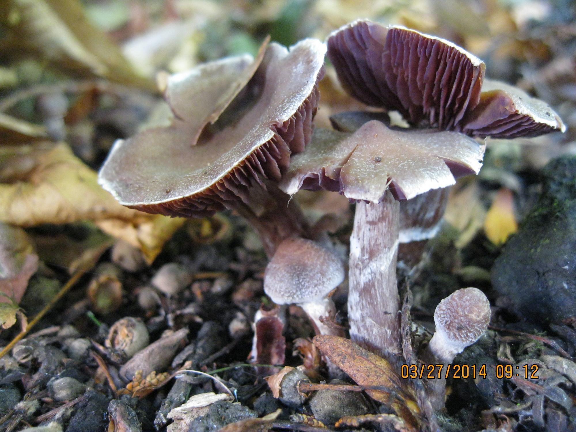 Cortinarius saturninus image