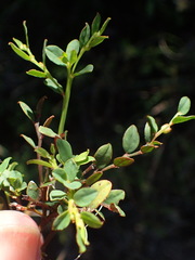 Phyllanthus heterophyllus