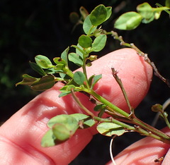 Phyllanthus heterophyllus