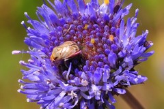 Strongylocoris obscurus