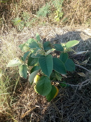 Croton peraeruginosus