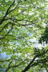 Carpinus rankanensis