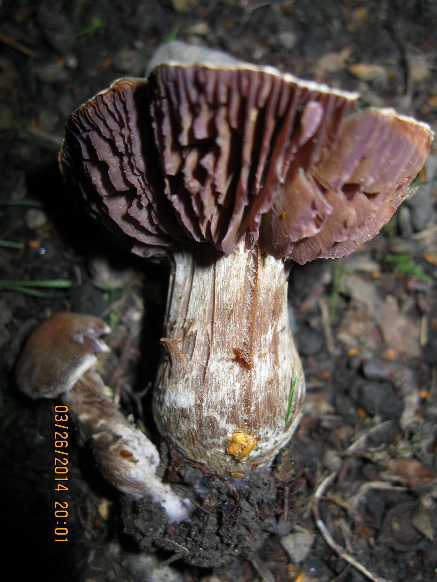 Cortinarius saturninus image