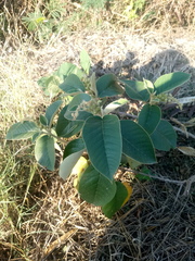 Croton peraeruginosus