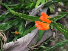 Isochilus aurantiacus