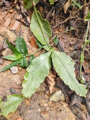 Rhipsalis pachyptera
