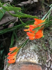 Isochilus aurantiacus