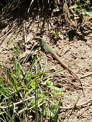 Aspidoscelis gularis