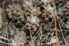 Anacampseros subnuda