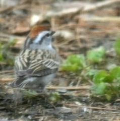 Spizella passerina passerina
