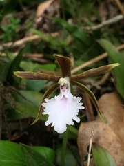 Rhynchostele stellata