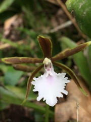 Rhynchostele stellata