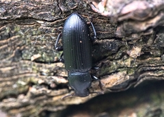 Menephilus cylindricus