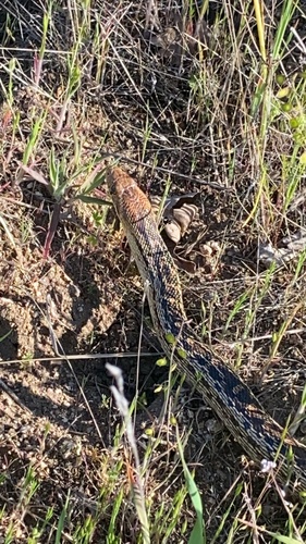iNaturalist observation photo of Pacific Gopher Snake