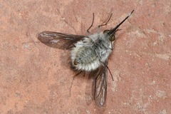Bombylius cinerascens