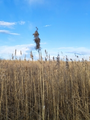 Phragmites australis