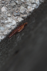 Helicorthomorpha holstii