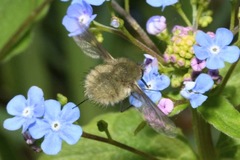 Bombylius cinerascens