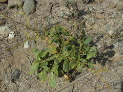 Physorhynchus chamaerapistrum