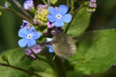 Bombylius cinerascens