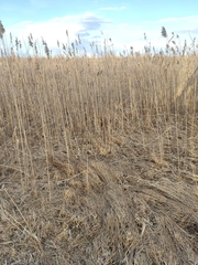 Phragmites australis