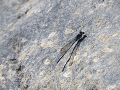 Argia immunda