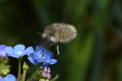 Bombylius cinerascens