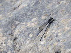 Argia immunda