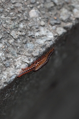 Helicorthomorpha holstii