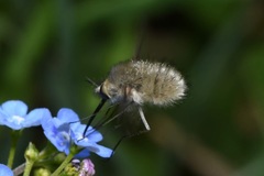 Bombylius cinerascens