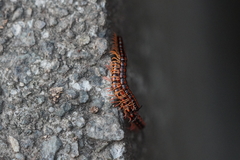 Helicorthomorpha holstii