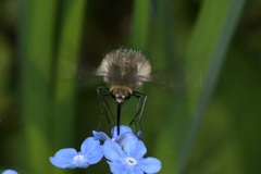 Bombylius cinerascens