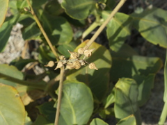 Physorhynchus chamaerapistrum