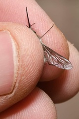 Bombylius cinerascens