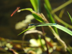 Acanthagrion quadratum