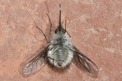 Bombylius cinerascens