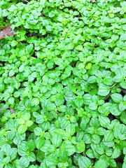Pilea nummulariifolia