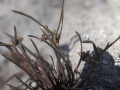 Claytonia parviflora viridis