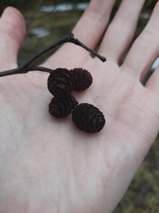 Alnus incana