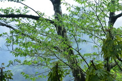 Carpinus rankanensis