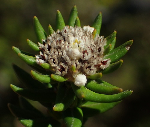Image of Phylica litoralis by (c) Nicola van Berkel, some rights reserved (CC BY-SA)