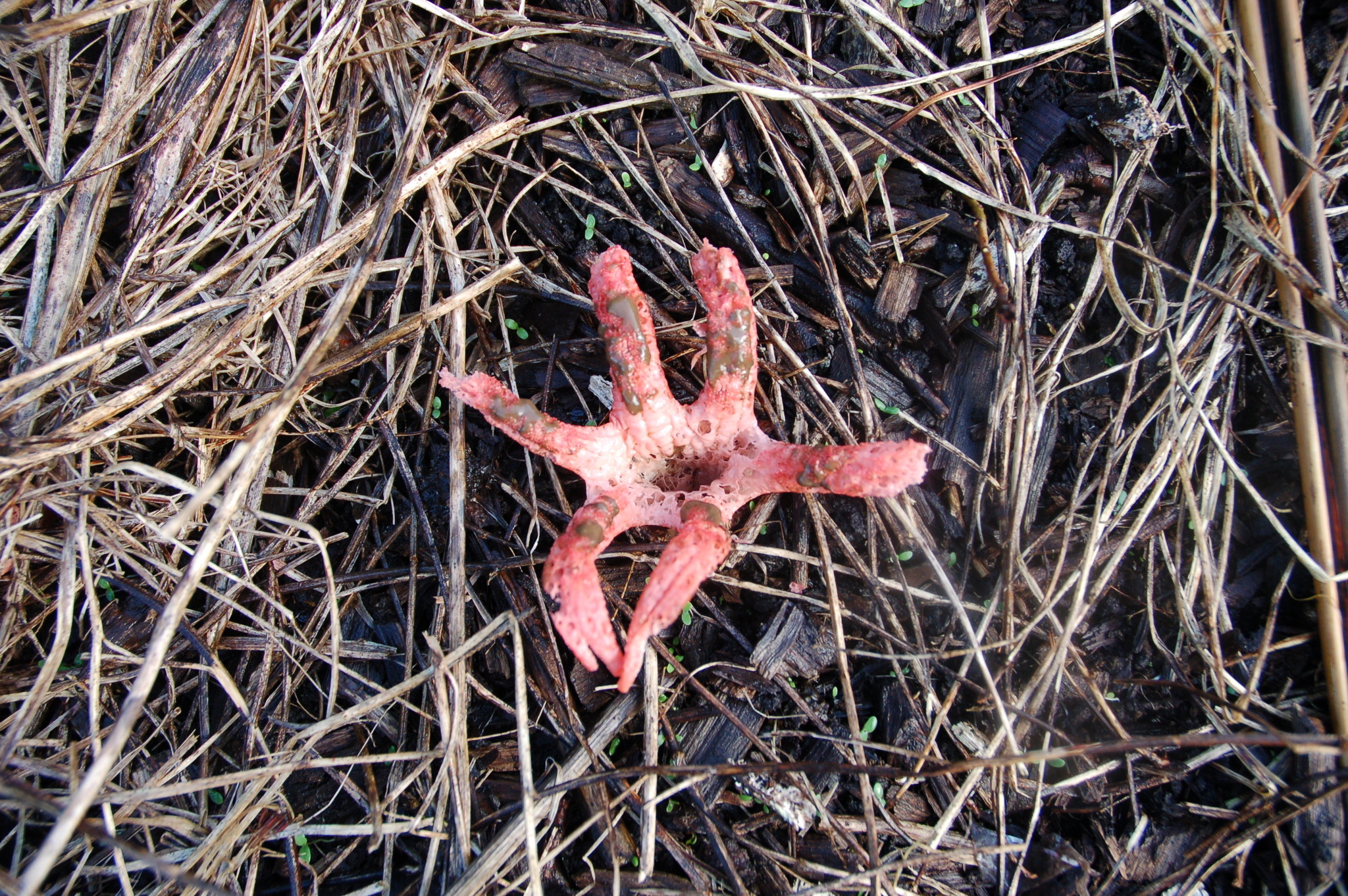 Clathrus archeri image
