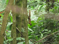 Sciurus granatensis