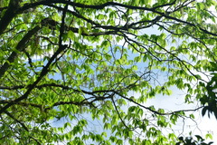 Carpinus rankanensis