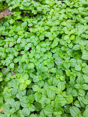 Pilea nummulariifolia