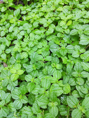Pilea nummulariifolia