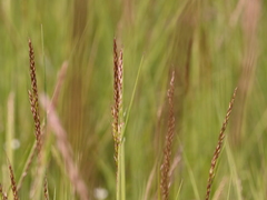 Pseudarrhenatherum longifolium